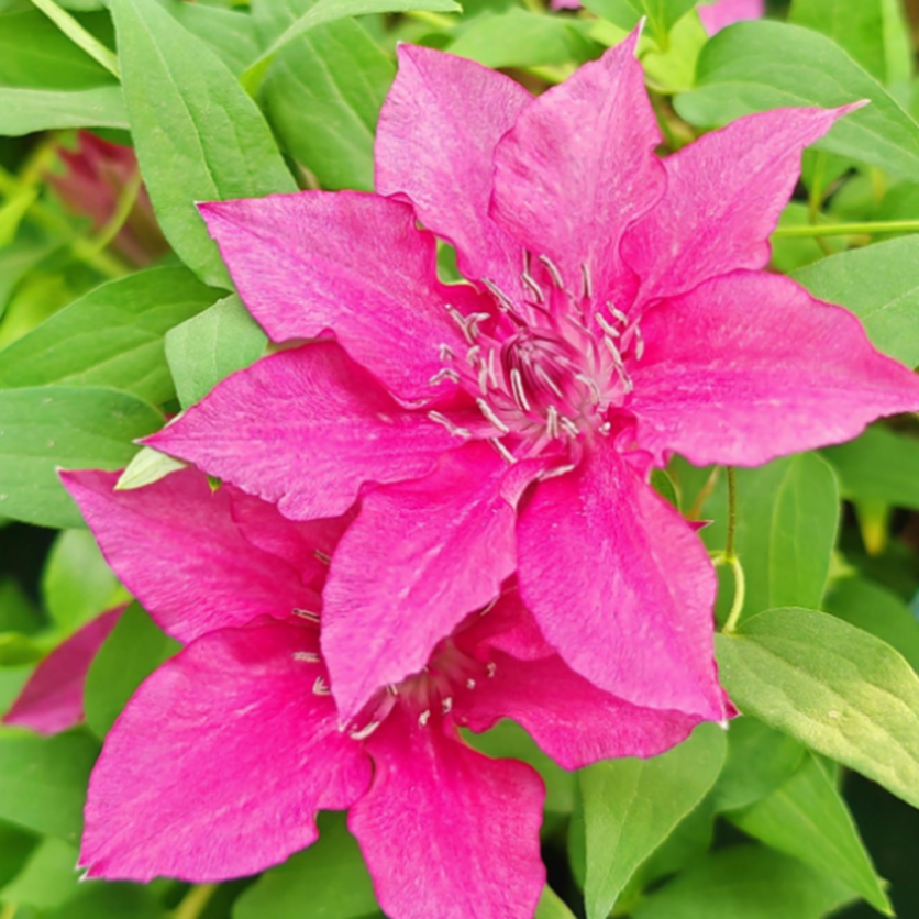 Клематис гибридный Луиса